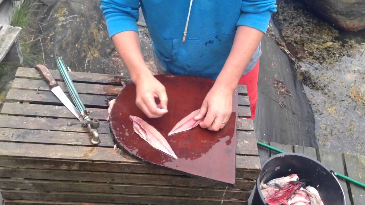 Halvors kurs i filetering av makrell - benfri
