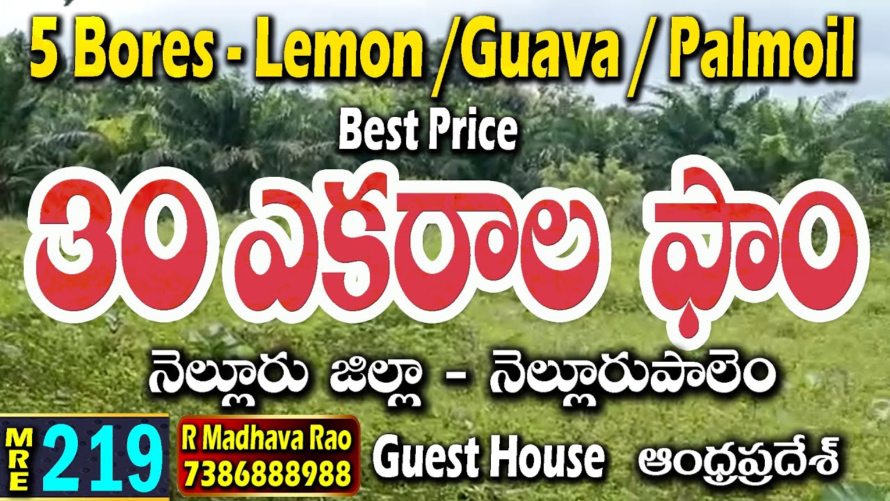 30 Acres Mixed Farm Land for sale || 64 Km Nellore City || NellorePalem MedhanshiRealEstate|#MRE-219