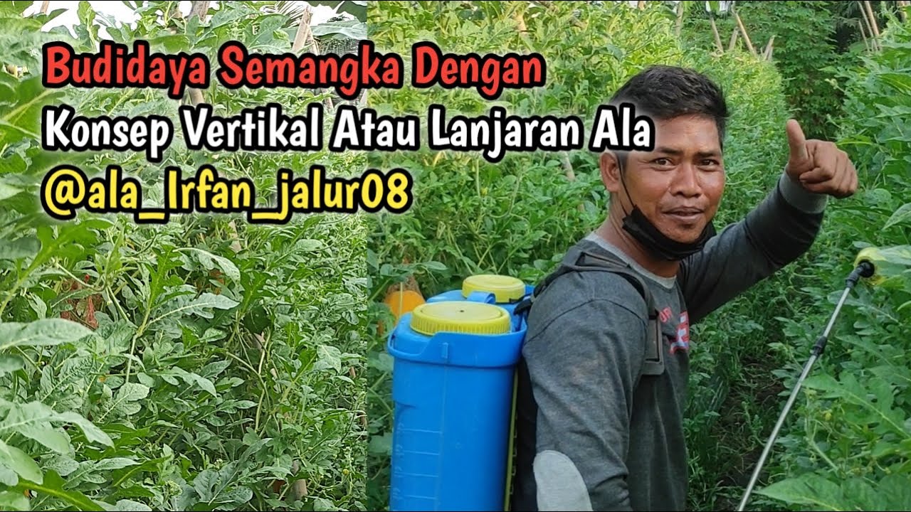 Nutrisi Untuk Mempercepat Pembesaran Buah Semangka || Budidaya Semangka Lanjaran @ala_Irfan_jalur08