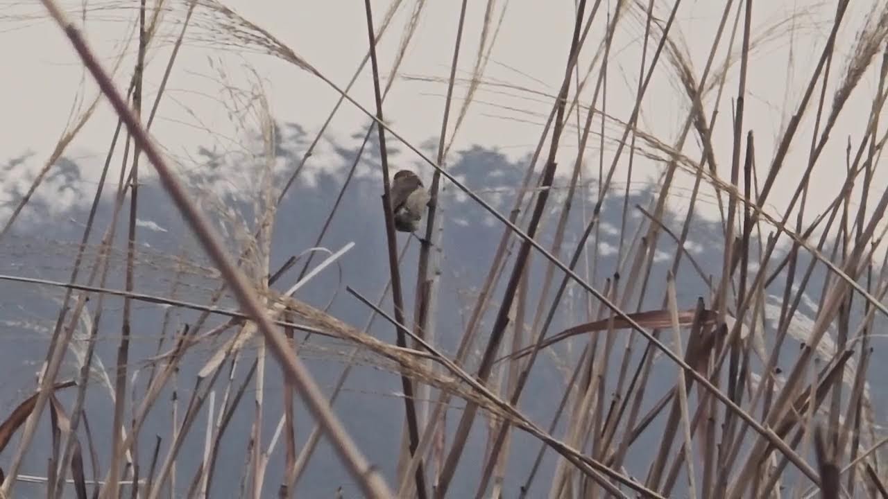 자연이좋다(Healing)_Camp 님의 라이브 방송. 유툽 음악 드러요^^