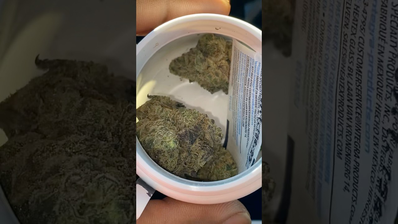 Gush Mintz Strain Review: The Coolest Minty Gushers