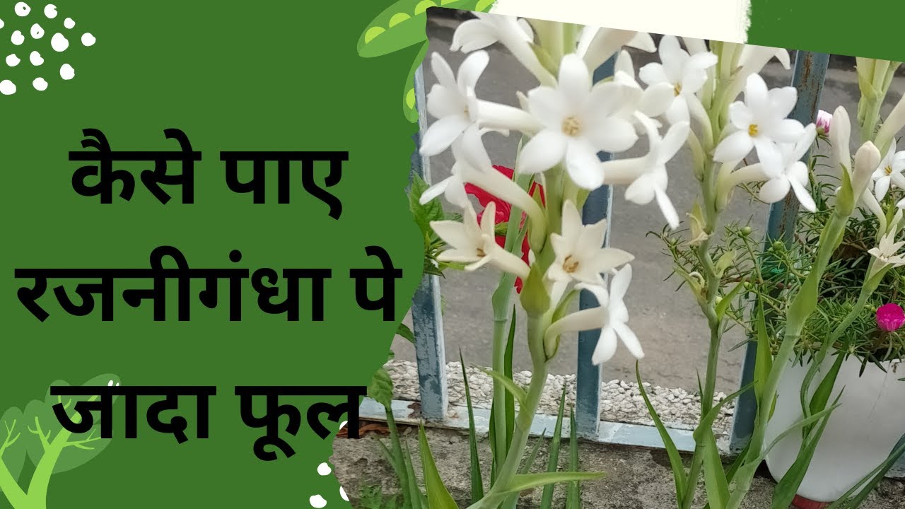 रजनीगंधा पे जादा फूल कैसे पाएं💮🌿/ maximum flowers on tuberose plant # rajanigandha