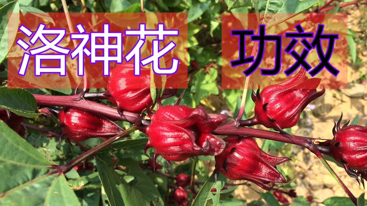 洛神花的功效和作用？洛神花泡酒的功效？洛神花的副作用！