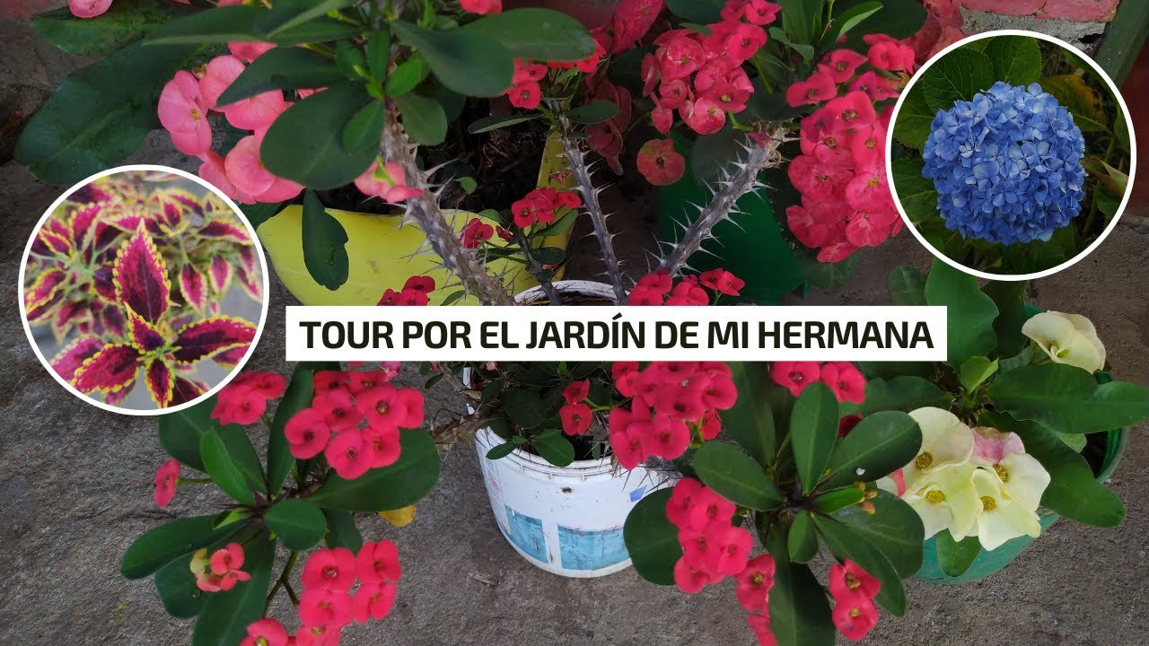 TOUR POR EL JARDÍN DE MI HERMANA muchas plantas hermosas 🌹🌷🌺 🌸 🌼  | Jardín Diaz