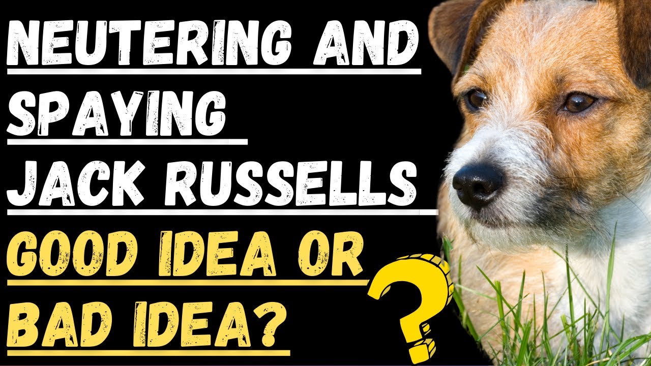 Neutering And Spaying Jack Russell Terriers (Should You Do It?)