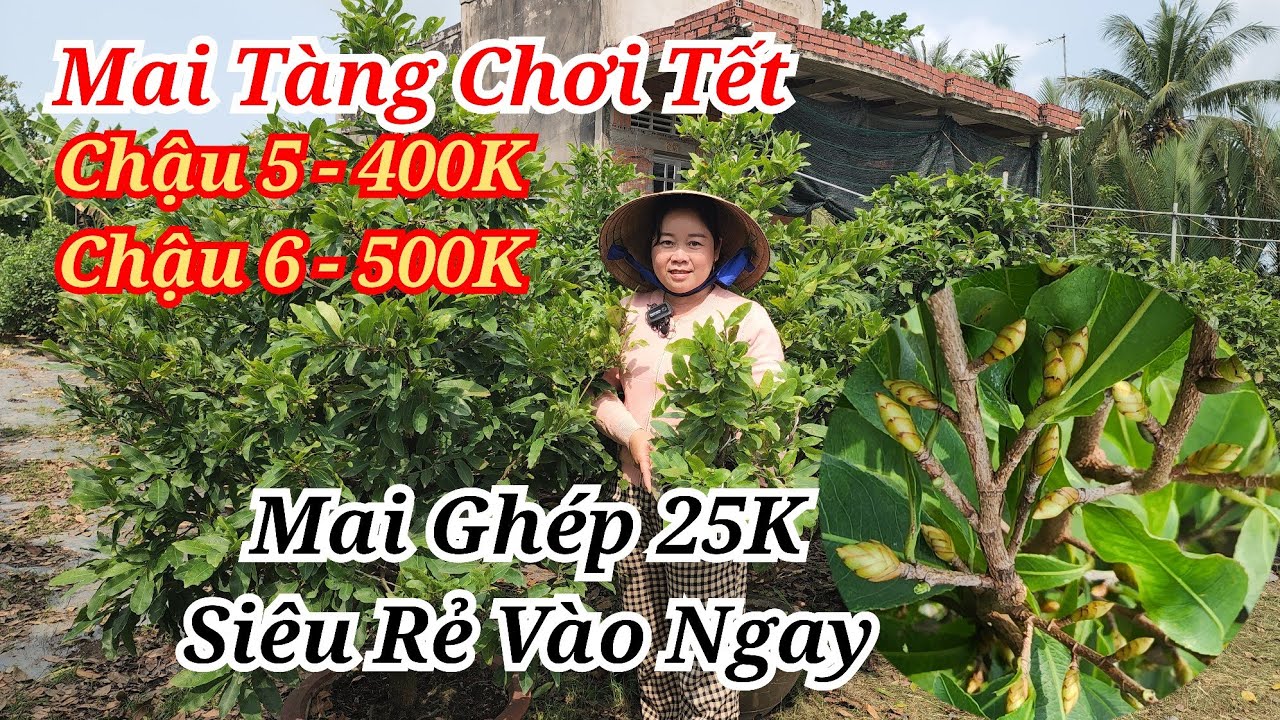📞 CÔ BA 0399416347 MAI TÀNG MAI GHÉP CHƠI TẾT SIÊU RẺ VÀO NGAY BAO SHIP 20/01/2026 | Bến Tre Ơi