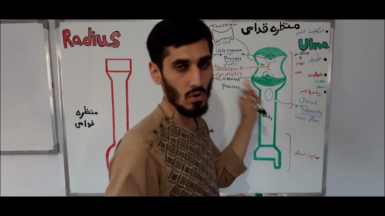 استخوان های ساعد دست ulna و radius (درس 13)