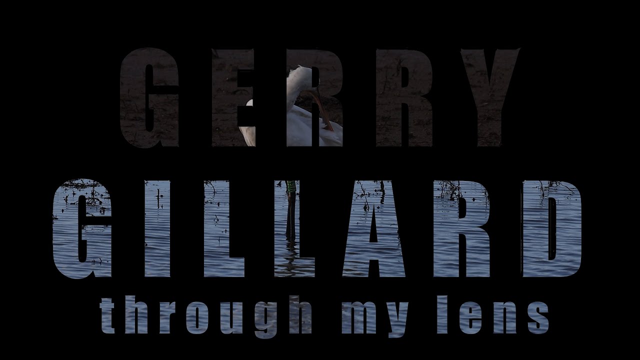 Through My Lens 07. Spoonbill in Cornwall. Original Music by Gerry Gillard.