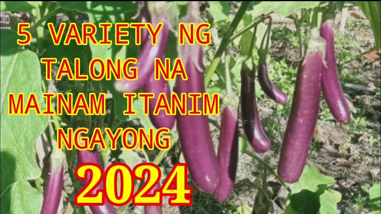 5 VARIETY NG TALONG NA MAGANDANG ITANIM NGAYONG TAON/2024