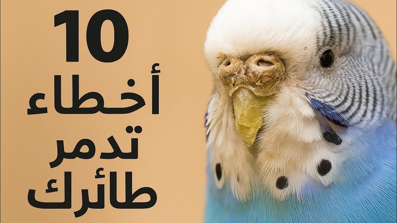 10 أخطاء قاتلة مع طائرك البادجي لا يعرفها الكثيرون!