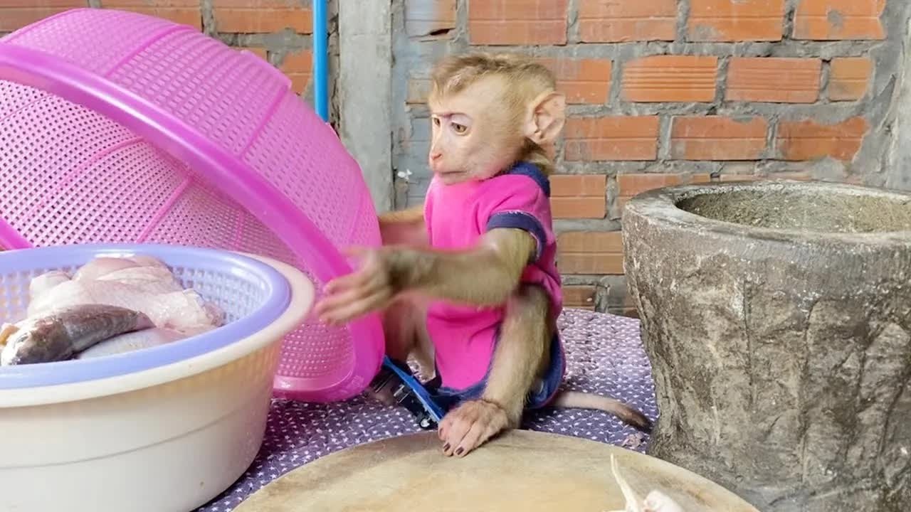 Clever DAM Open Food Cover Help Mom Picking Fish For Mom Cooking