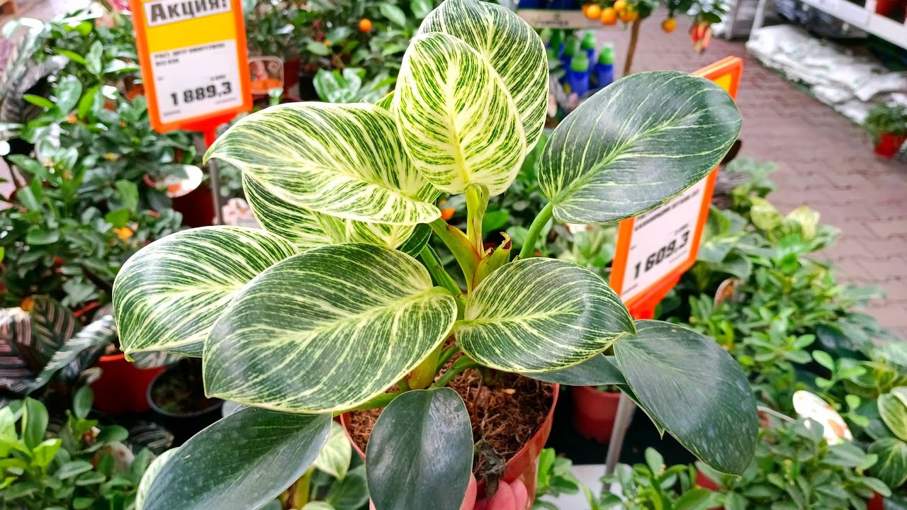🍃Оби🌿Цветочная Прогулка🍃Уценка Цветов🌿
