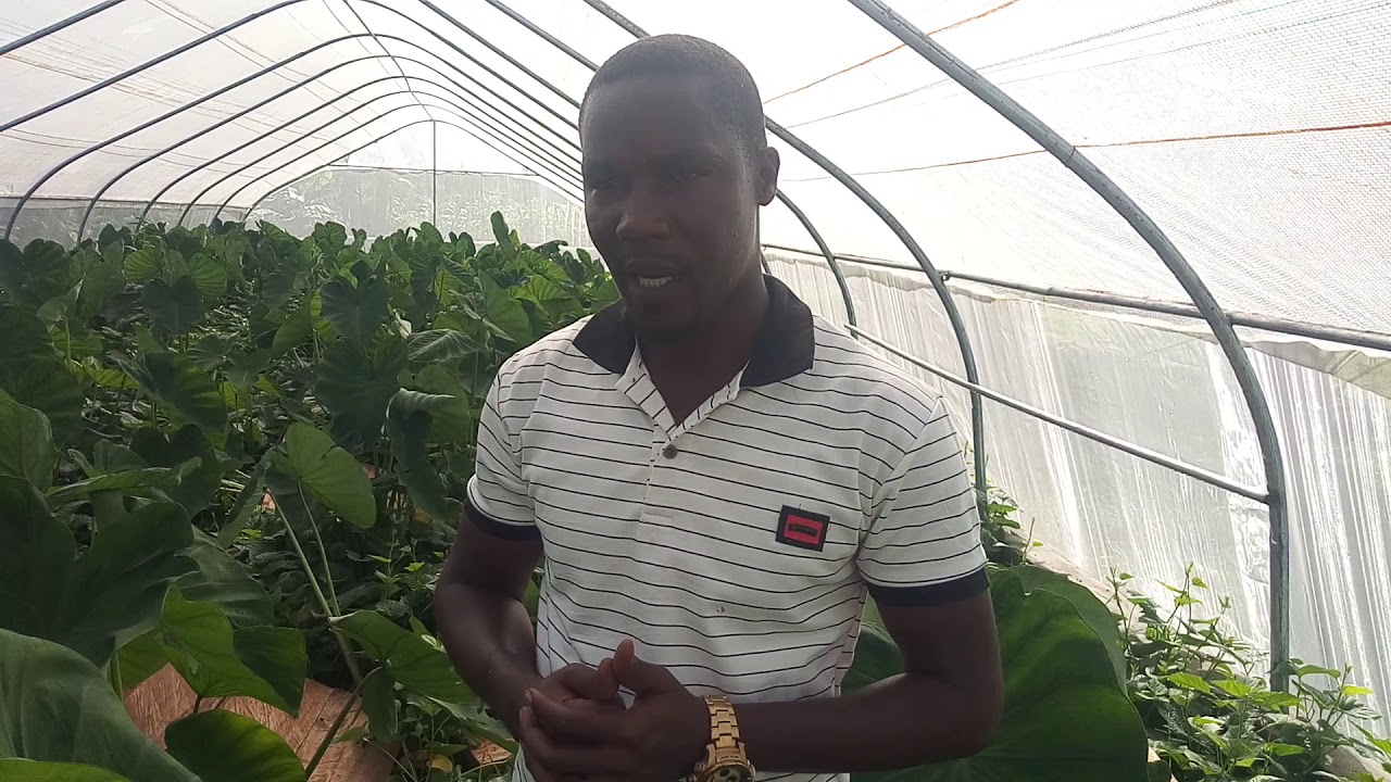 Full Review of the GreenHouse for Snail Production