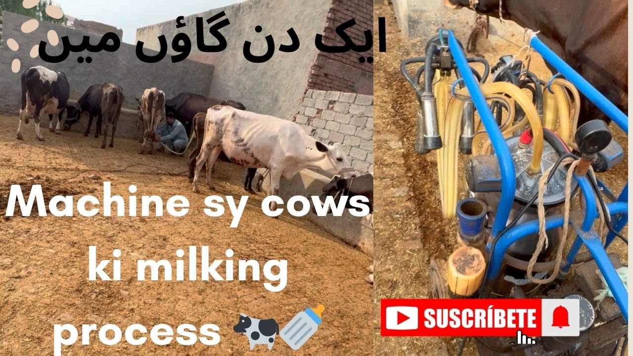 Gaon Mein Janwaron ki Milking 🐄🥛|Machine Se cows ka Milking Process 🐄🍼