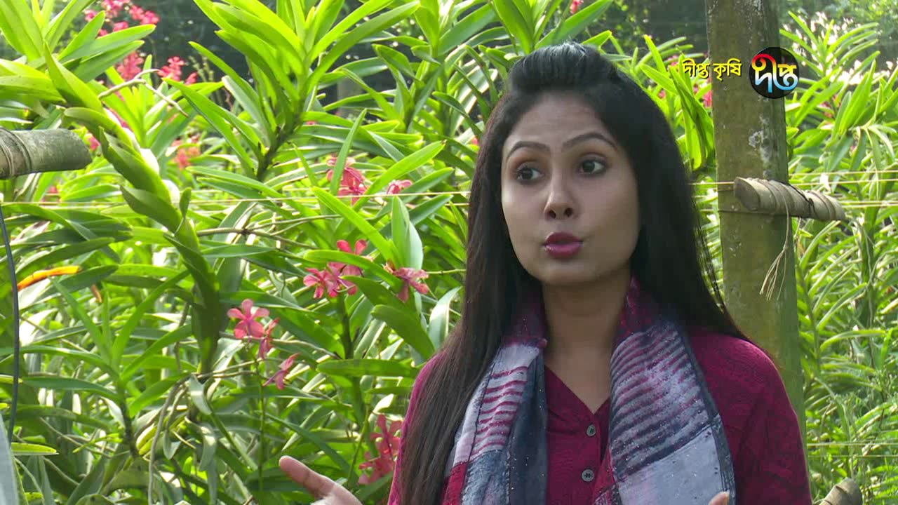 Deepto Krishi/দীপ্ত কৃষি -অর্কিড চাষ (ফলো-আপ)/ময়মনসিংহ, পর্ব ৩৫৩