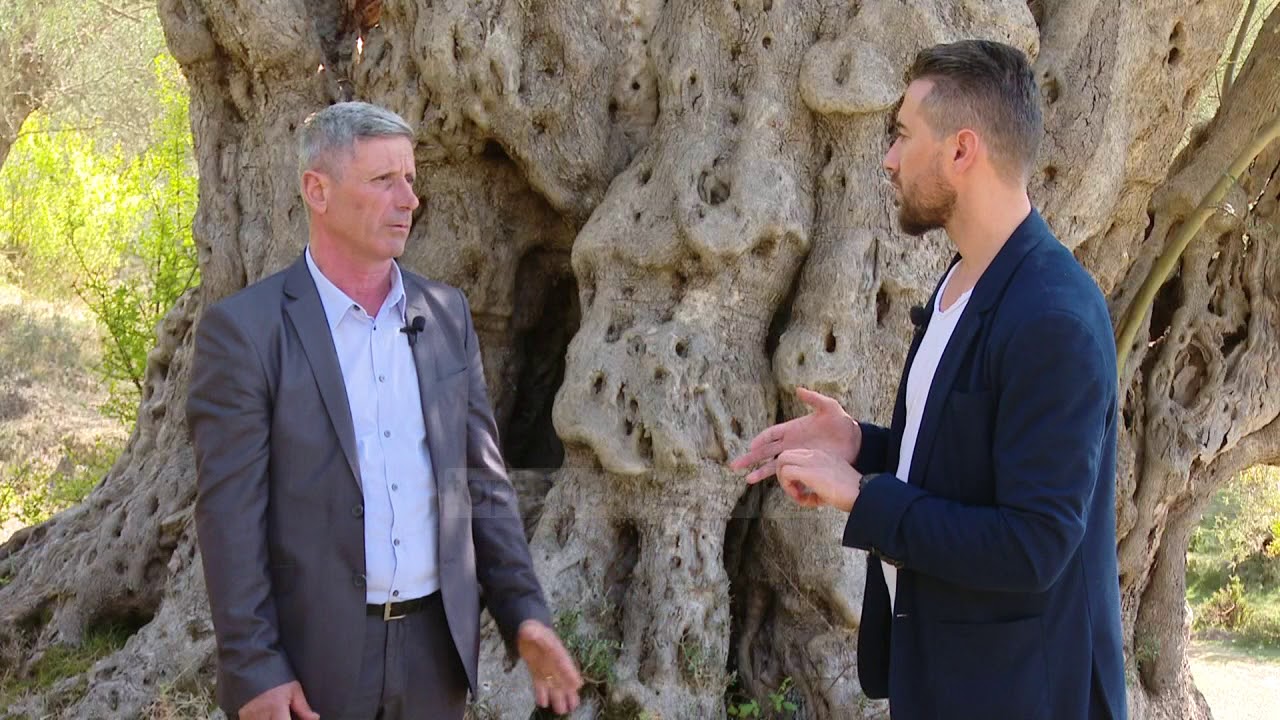 Ulliri i Gjormit, më i vjetri në Shqipëri - Top Channel Albania - News - Lajme