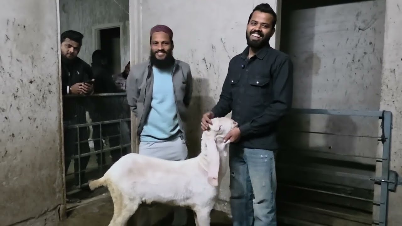 Udaipur Goat Farming Setup Collection Rajasthan Farming.