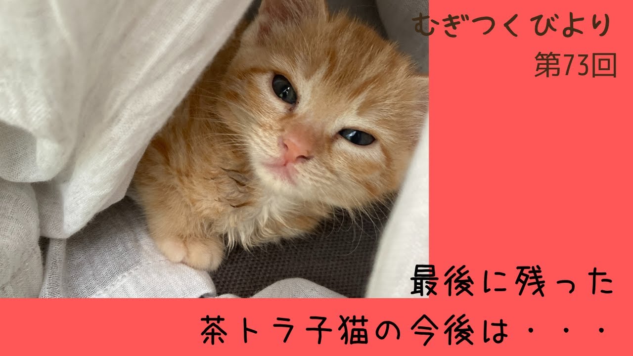 最後に残った茶トラ子猫の今後は・・・
