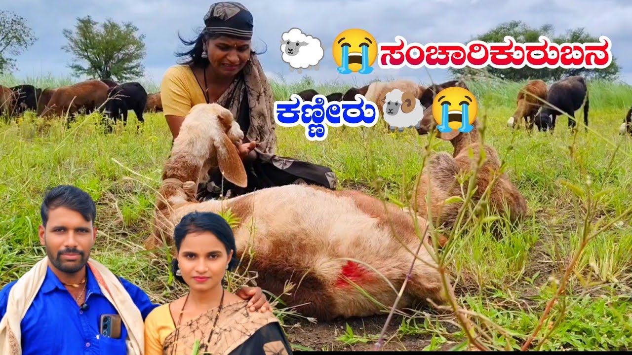 😭ಸಂಚಾರಿಕುರುಬನ ಕಣ್ಣೀರು🐏🐑