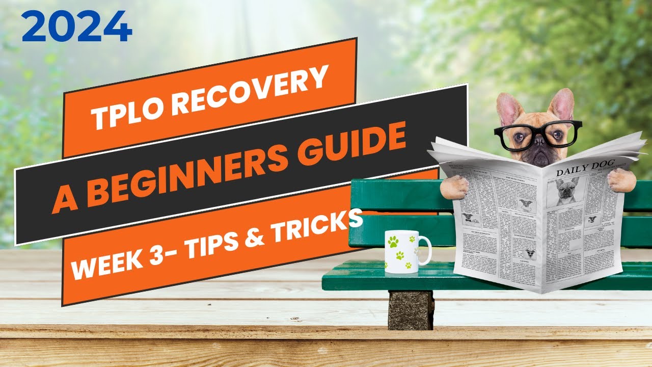 TPLO surgery recovery- helping you help your dog at week  3