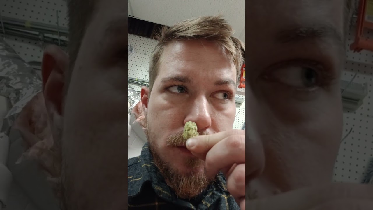 Grape Guava Strain. Weed Review. 🍇💨