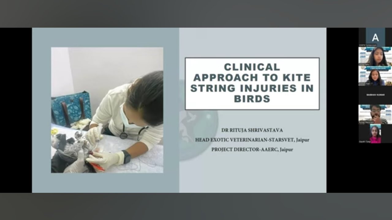 Clinical Approach To Kite String Injuries in birds | ISSEFW Avian Symposium | 9 January