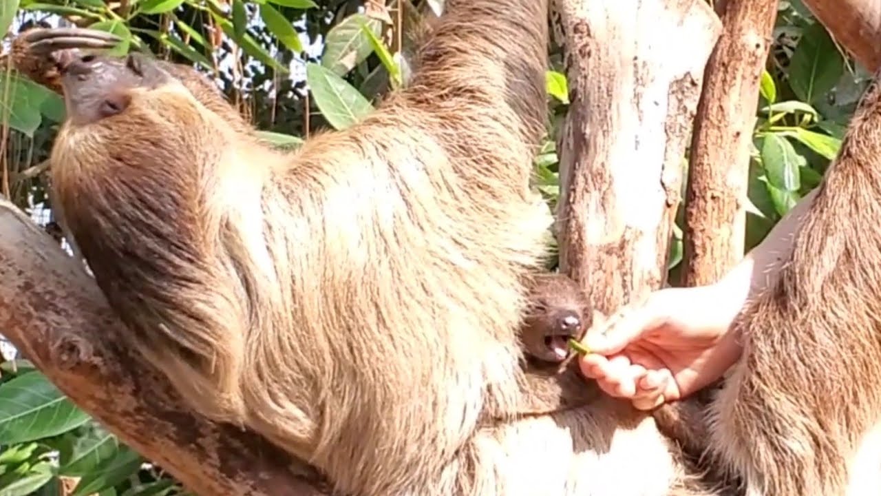 ナマケモノの赤ちゃんがママと食事タイムです。Baby sloth and mom mealtime 神戸どうぶつ王国