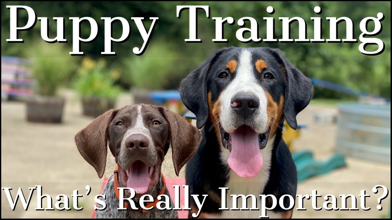 Puppy Training | The Truth About What's Really Important