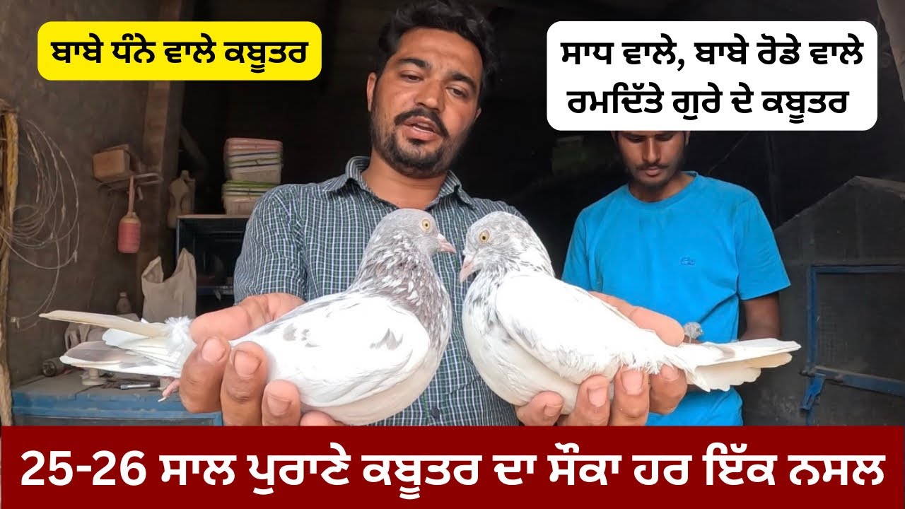 ਬਾਬੇ ਧੰਨੇ ਵਾਲੇ, ਸਾਧ ਅਤੇ ਬਾਬੇ ਰੋਡੇ ਵਾਲੇ ਰਮਦਿੱਤੇ ਵਾਲੇ ਗੁਰੇ ਦੇ ਕਬੂਤਰਾਂ ਦਾ ਸੌਕ 25-26 ਸਾਲ ਪੁਰਾਣੇ ਕਬੂਤਰ