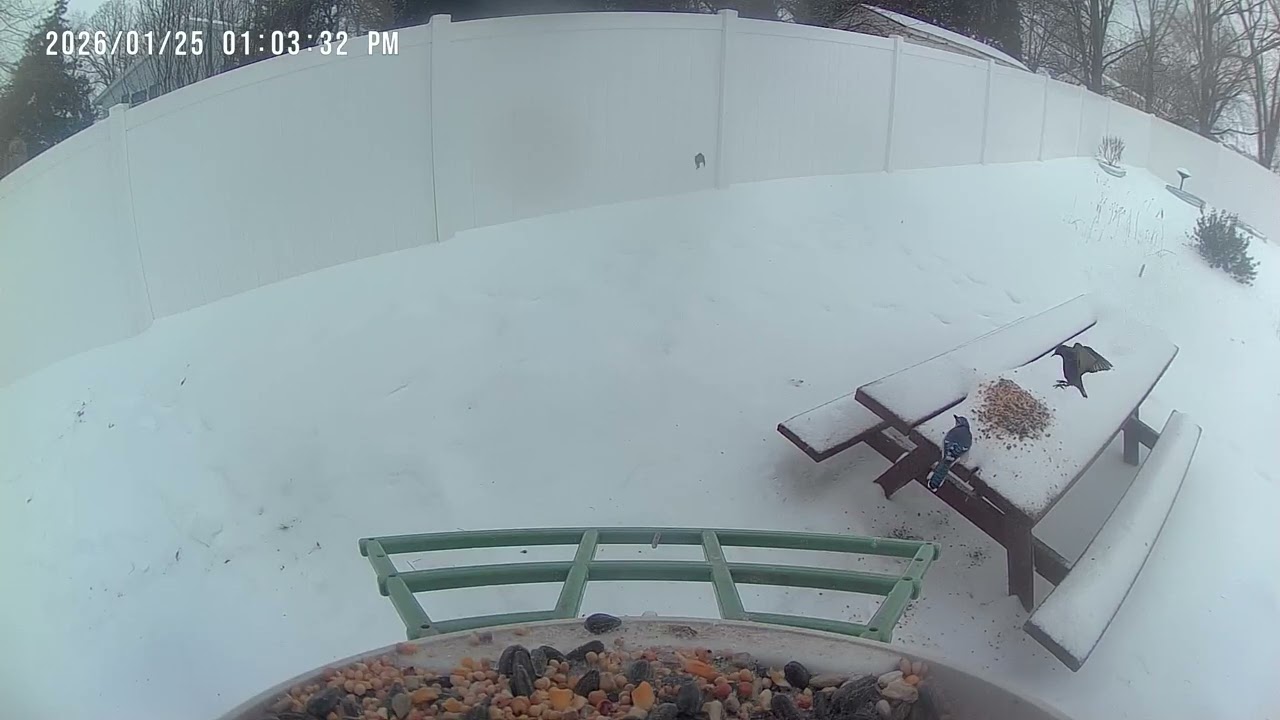 Lots of hungry birds looking for food at bird feeder cam in the Snow 