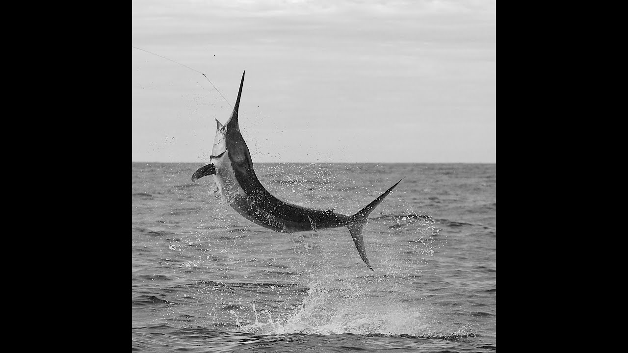 Winter Black Marlin fishing