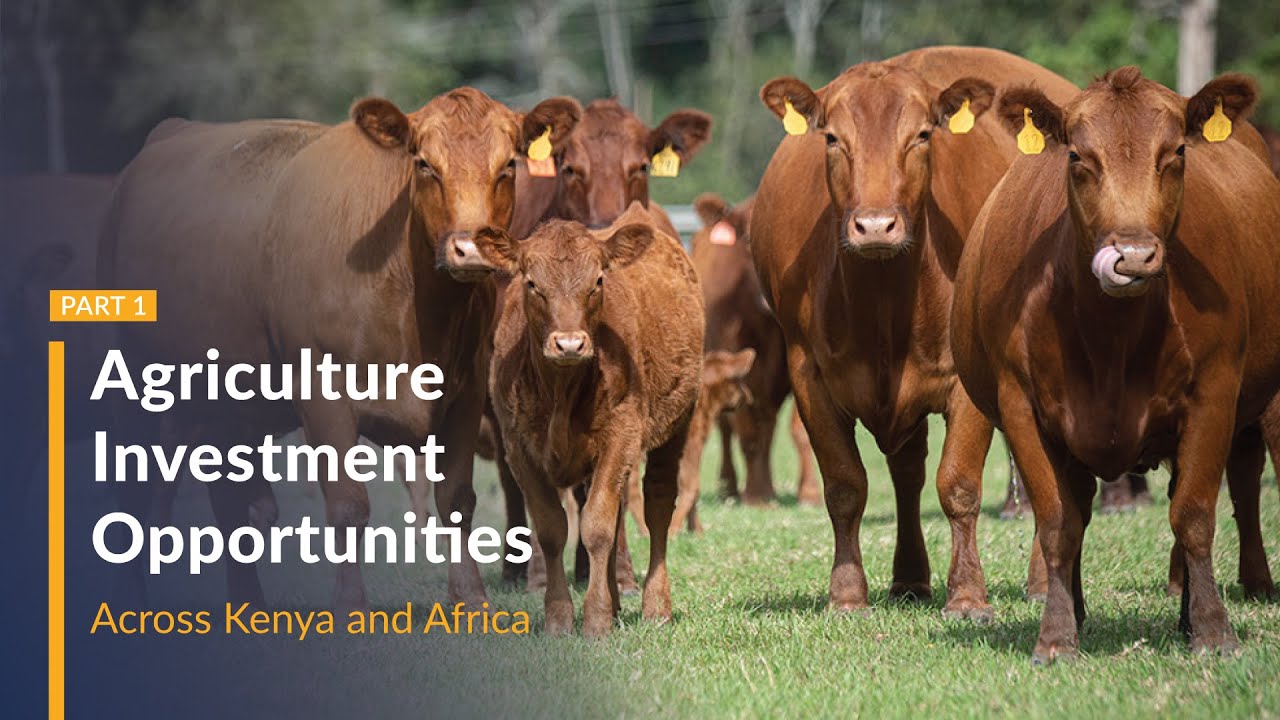 Available agriculture investment opportunities in Kenya and Africa - PART 1