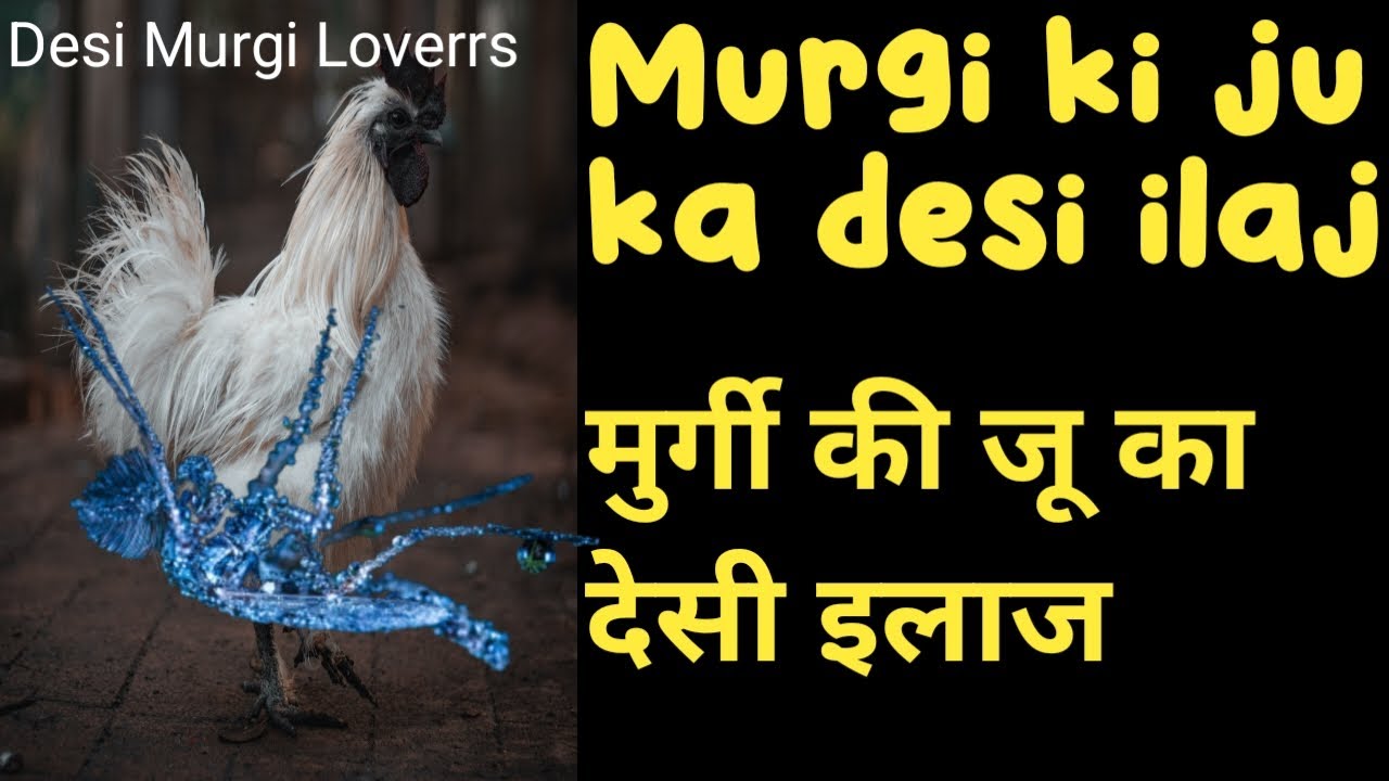murgi ki ju ka desi ilaj | मुर्गी की जू का देसी इलाज | murgi ki ju ka gharelu ilaj | desi murgi |