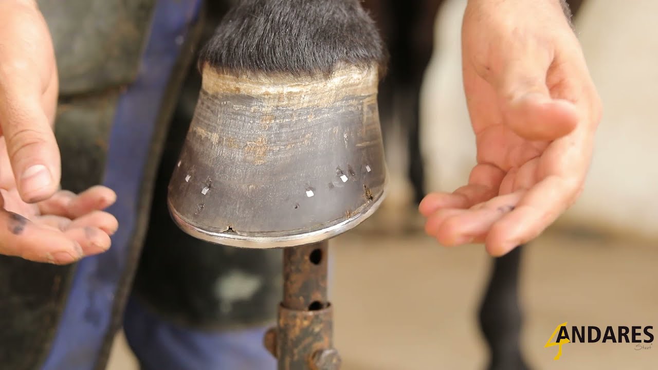 PASO A PASO HERRANDO UN CABALLO POR ANDRES Y PABLO CONTRERAS