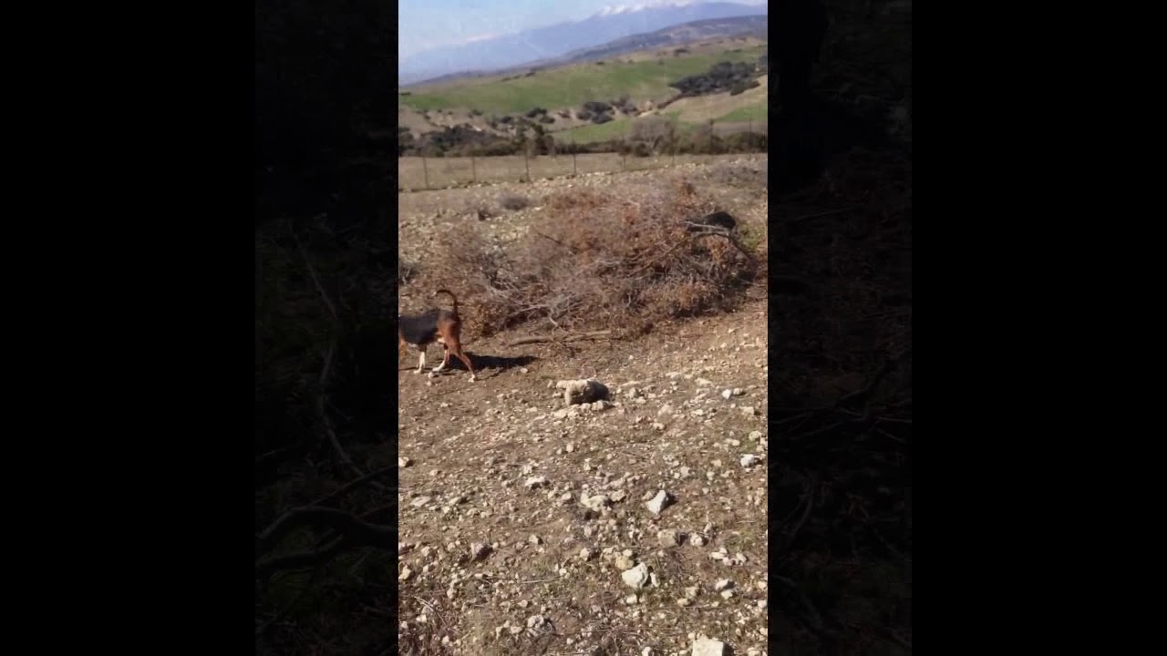 Serbian Tricolor Hound 03/04/2020 | Georgiadis-Greece