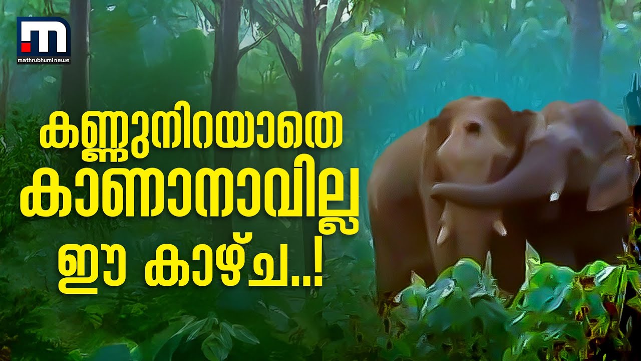 'കണ്ണുനിറയാതെ കാണാനാവില്ല'ആന തളര്‍ന്ന് വീഴുമ്പോള്‍ താങ്ങായി ഏഴാറ്റുമുഖം ഗണപതി | Elephant Rescue