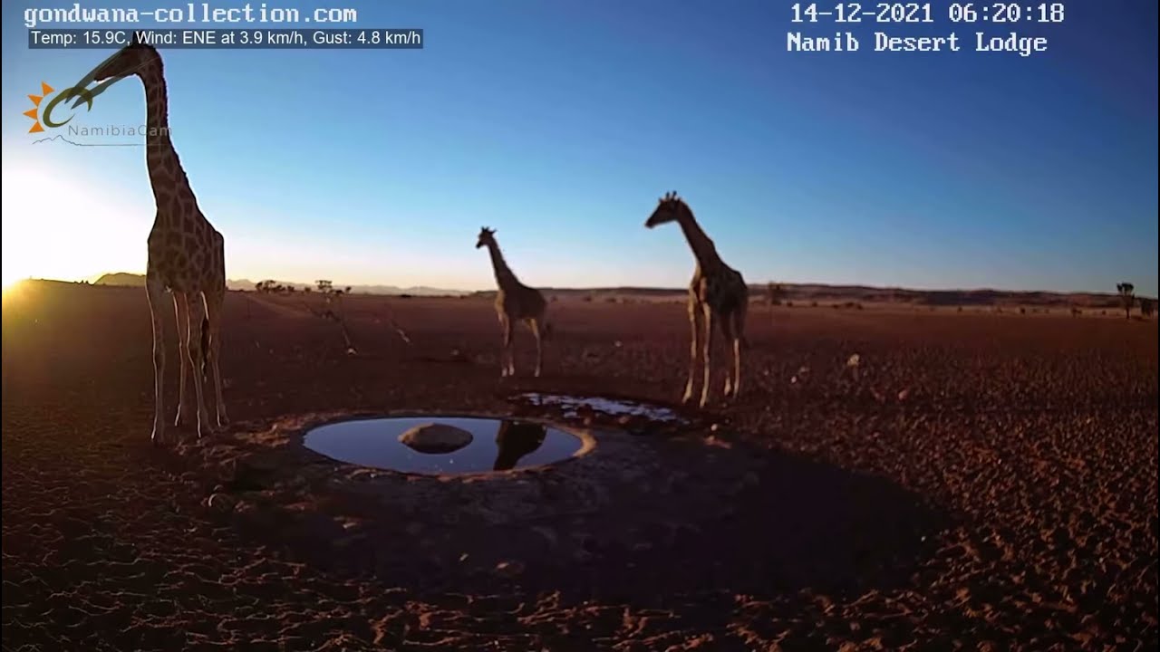 NamibiaCam: Giraffe Baby is back at Namib Desert waterhole - 14 Dec 2021