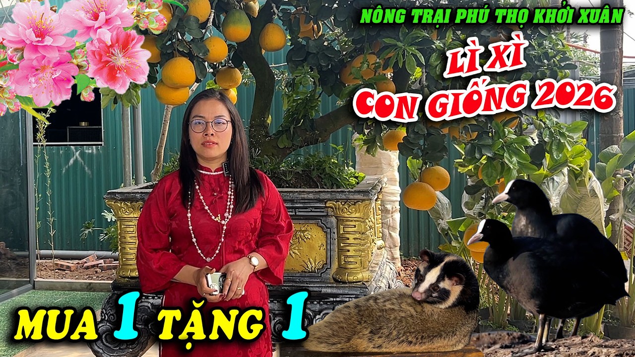 NÔNG TRẠI PHÚ THỌ KHỞI XUÂN LỚN – BAO TIÊU GIÁ CAO, NUÔI LÀ CÓ LỜI TỪ CHỒN MỐC VÀ CHIM SÂM CẦM PHÁP