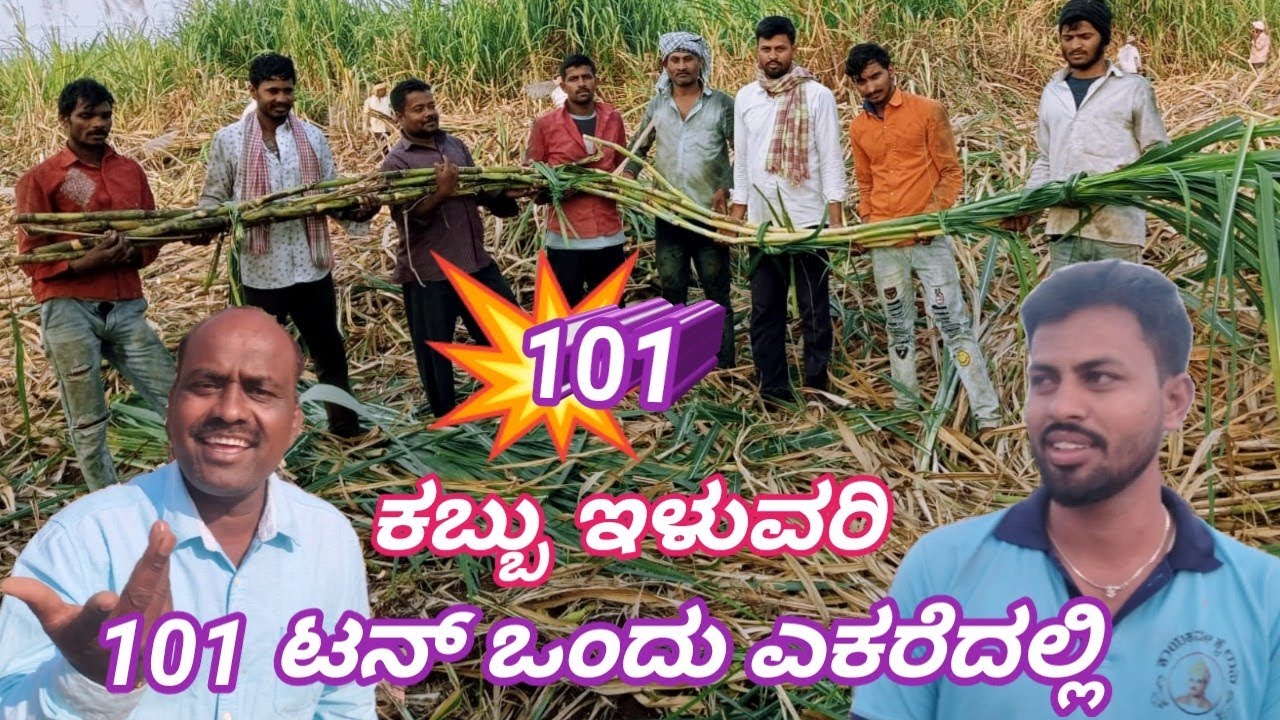 ಕಬ್ಬು ಇಳುವರಿ 101 ಟನ್ 1 ಎಕರೆದಲ್ಲಿ || 101 Ton Sugarcane in 1 Acre Land ✅️