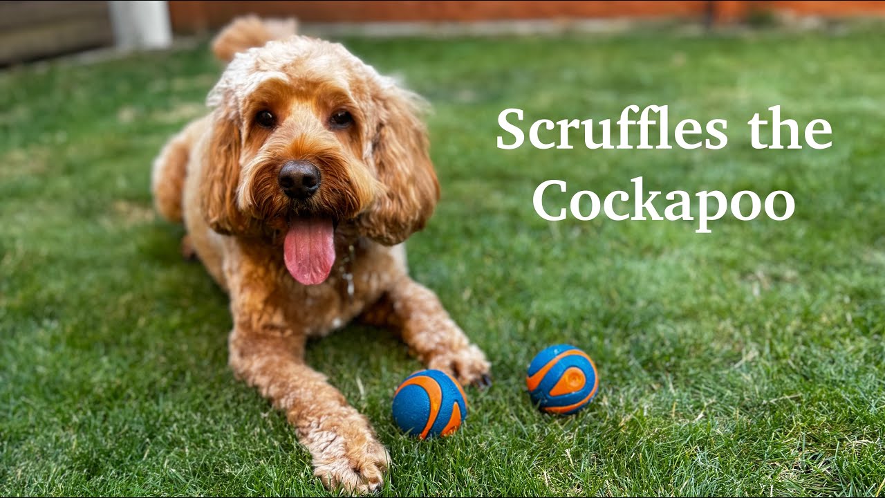 Scruffles the Cockapoo 🐶