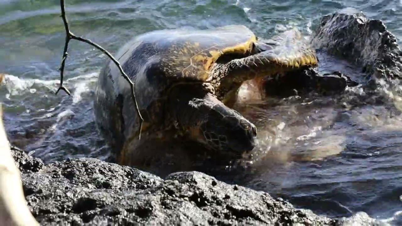 Hawaiian green sea turtle , Makena landing beach, Maui .