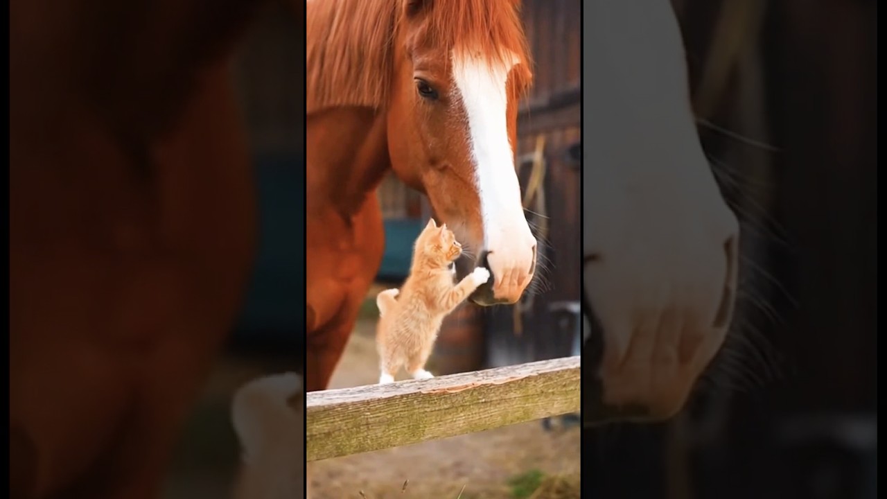Kitten Playing with a Gentle Horse – A Sweet Natural Moment