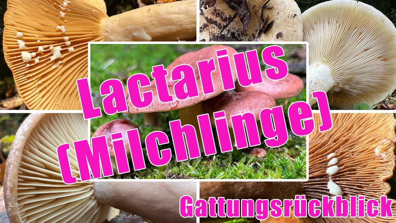 Milchlinge sammeln & bestimmen | Milchbrätling, Haselmilchling, Birkenmilchling, Kampfermilchling