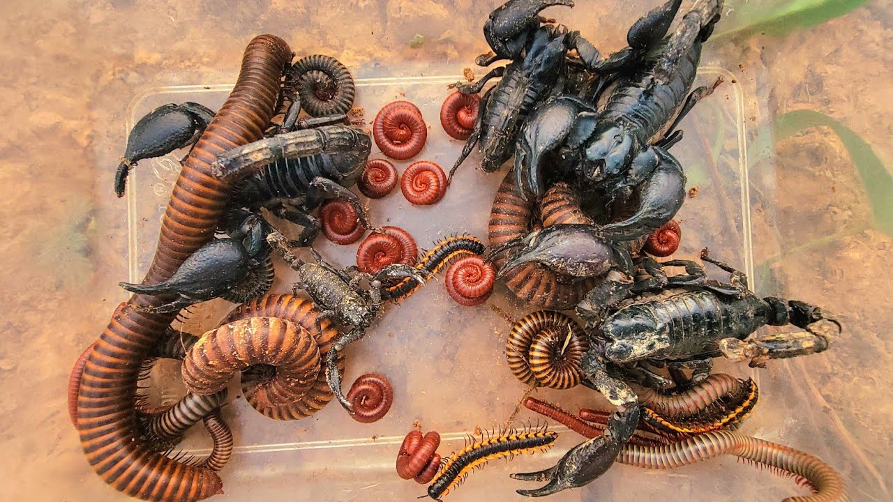 Catch, red Millipedes, Scorpion, BIack millipede white Millipede, Spotted 