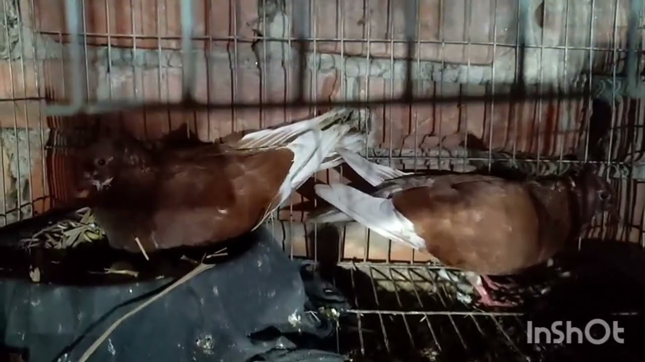 এটাই বাশিরাজ কোকা 