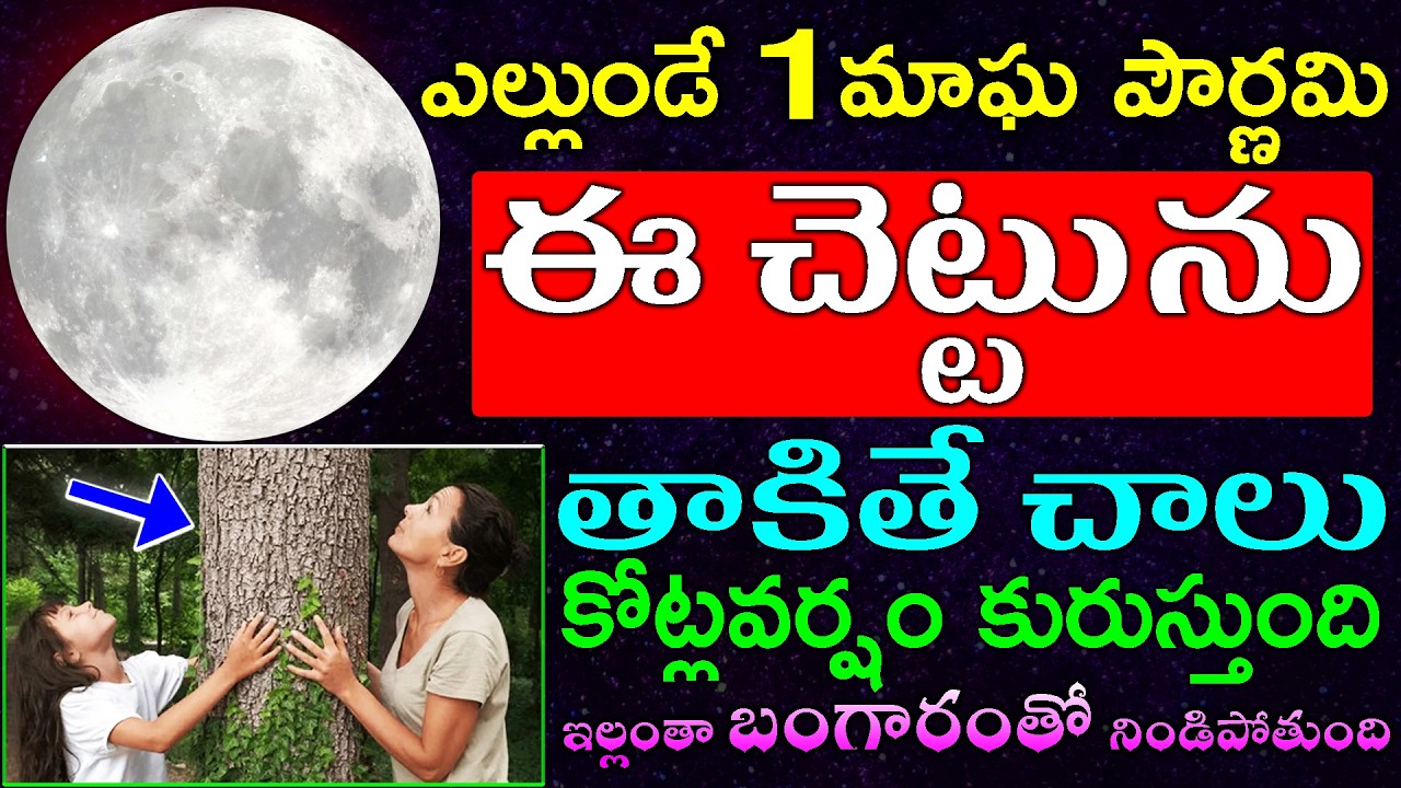 ఎల్లుండే 1మాఘ పౌర్ణమి ఈ చెట్టును తాకితే చాలు కోట్లవర్షం కురుస్తుంది మీ ఇల్లంతా బంగారంతో నిండిపోతుంది