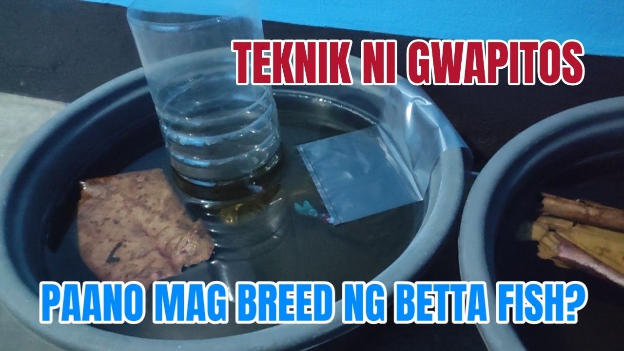 PAANO MAG BREED NG BETTA | HOW TO BREED BETTA FISH | TAGALOG | 2024