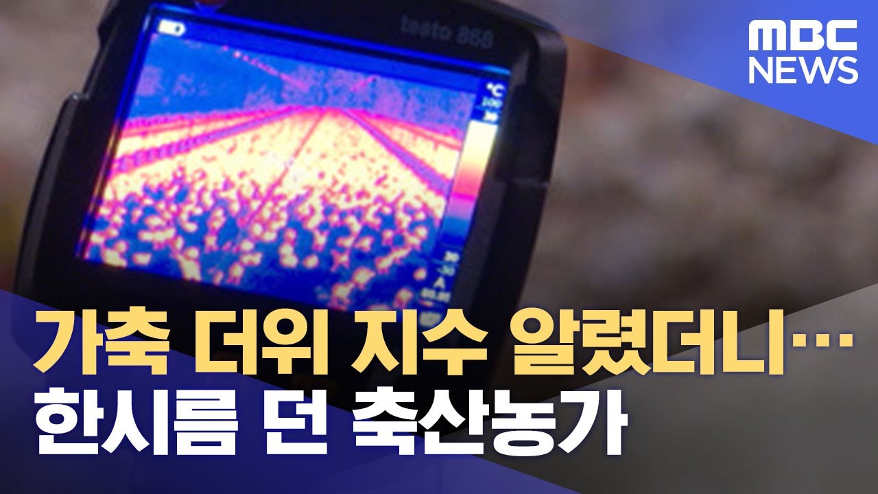 가축 더위 지수 알렸더니&hellip;한시름 던 축산농가 (2021.07.27/뉴스투데이/MBC)