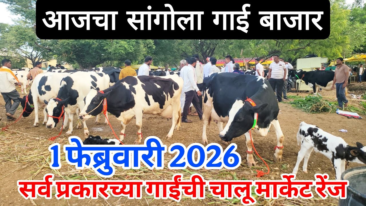 आजचा सांगोला गाई बाजार 1 फेब्रुवारी 2026 सर्व प्रकारच्या गाईंची चालू मार्केट रेंज Sangola cow market