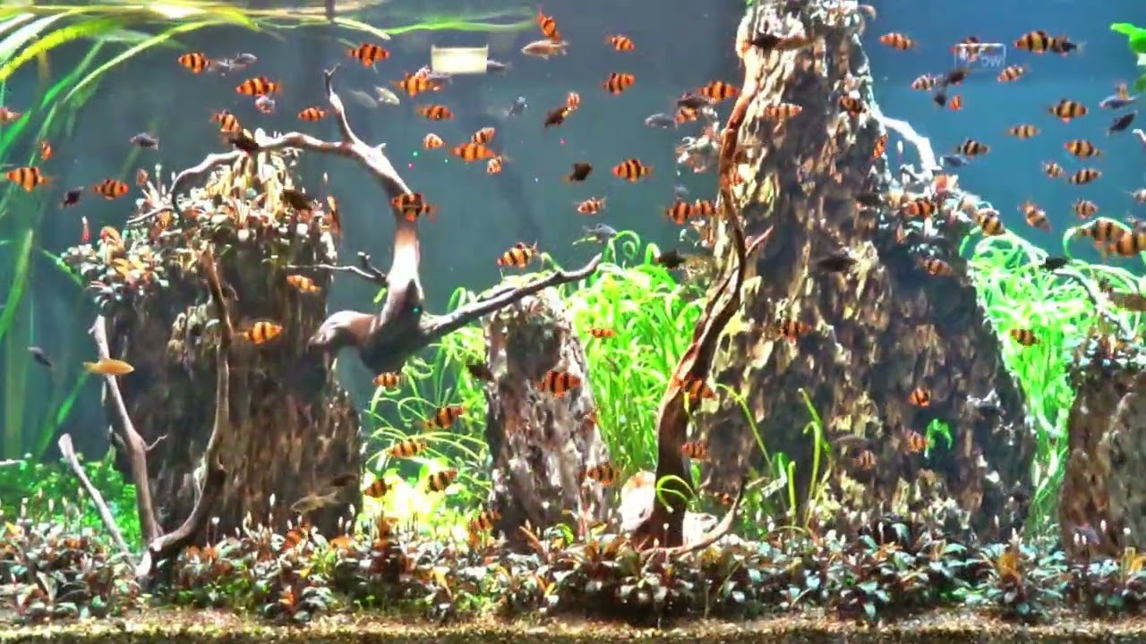 Sumatra Barben Aquarium 4K